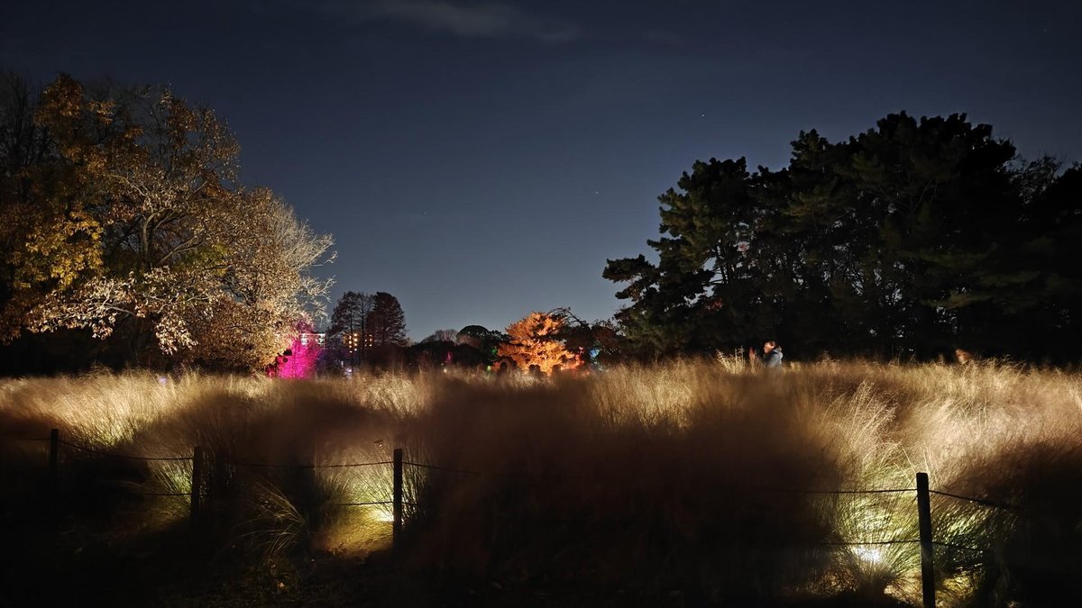 Night park scene with lit trees
