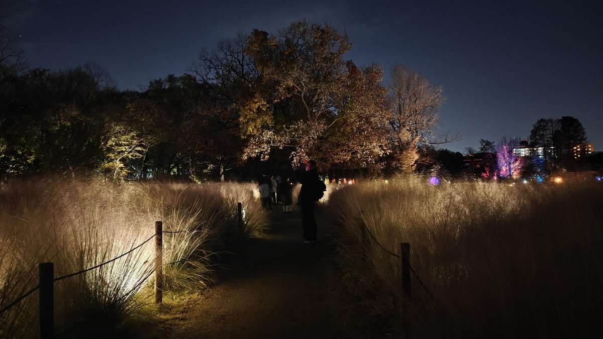 Night walkway with trees and lights