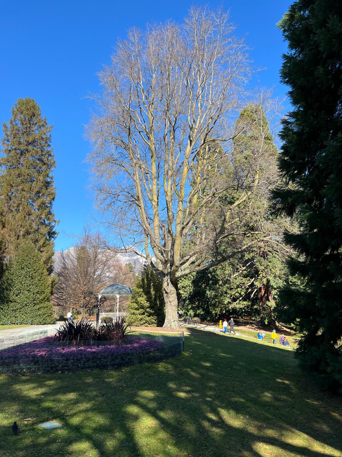 Open parkland with a broad spreading tree, mown