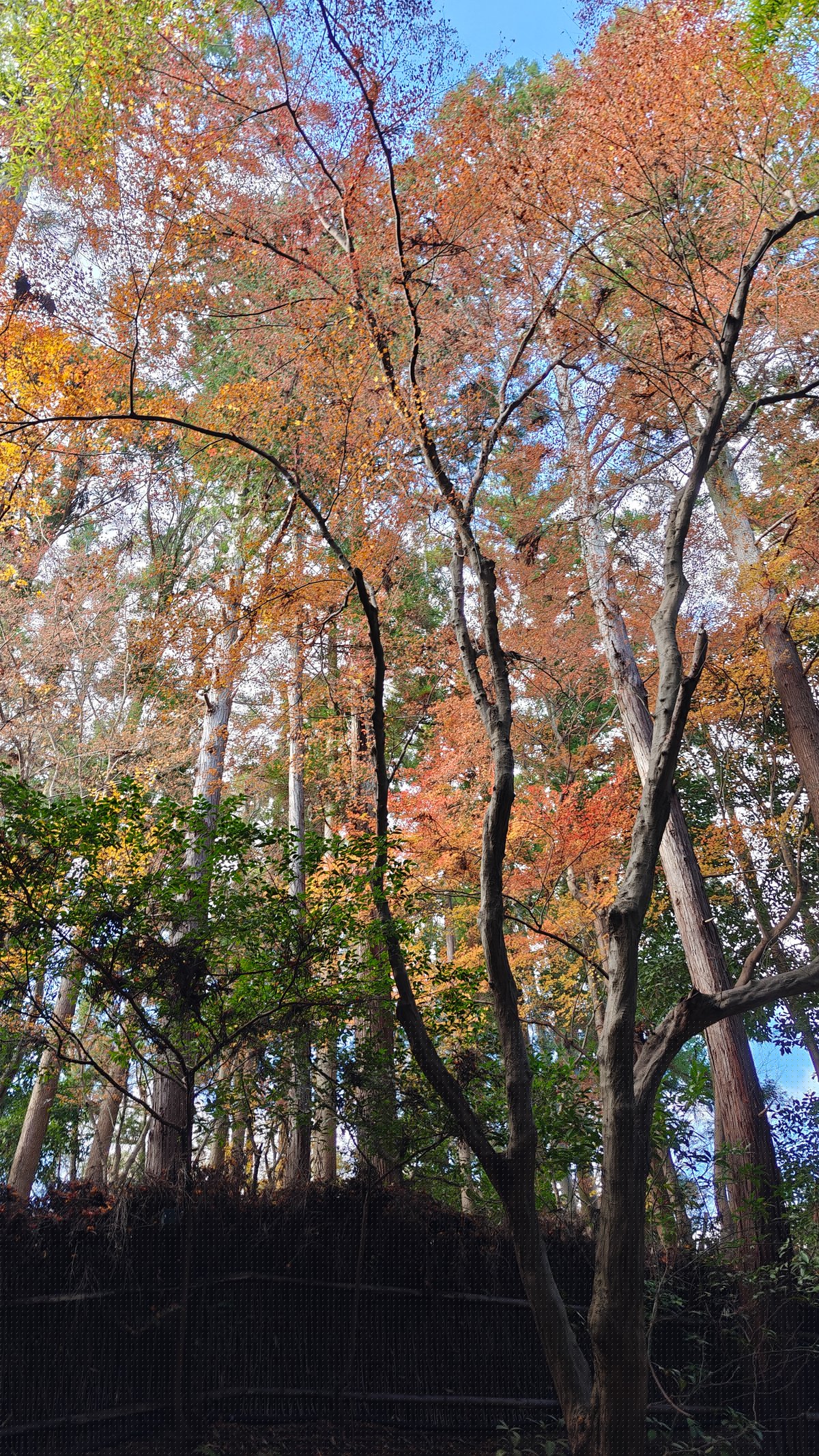 Orange autumn maple canopy near the grove