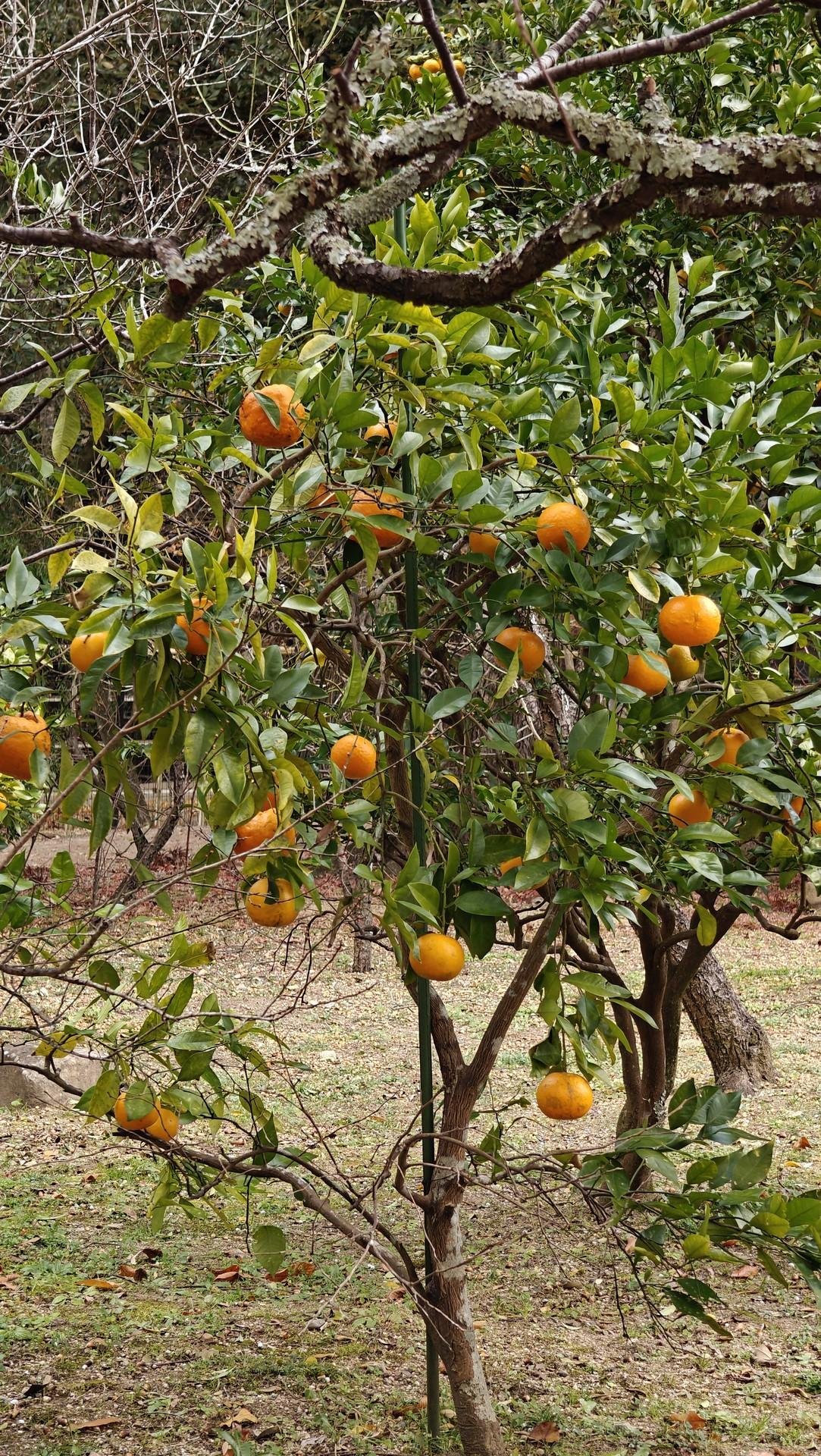 Orange tree with ripe fruit outdoors