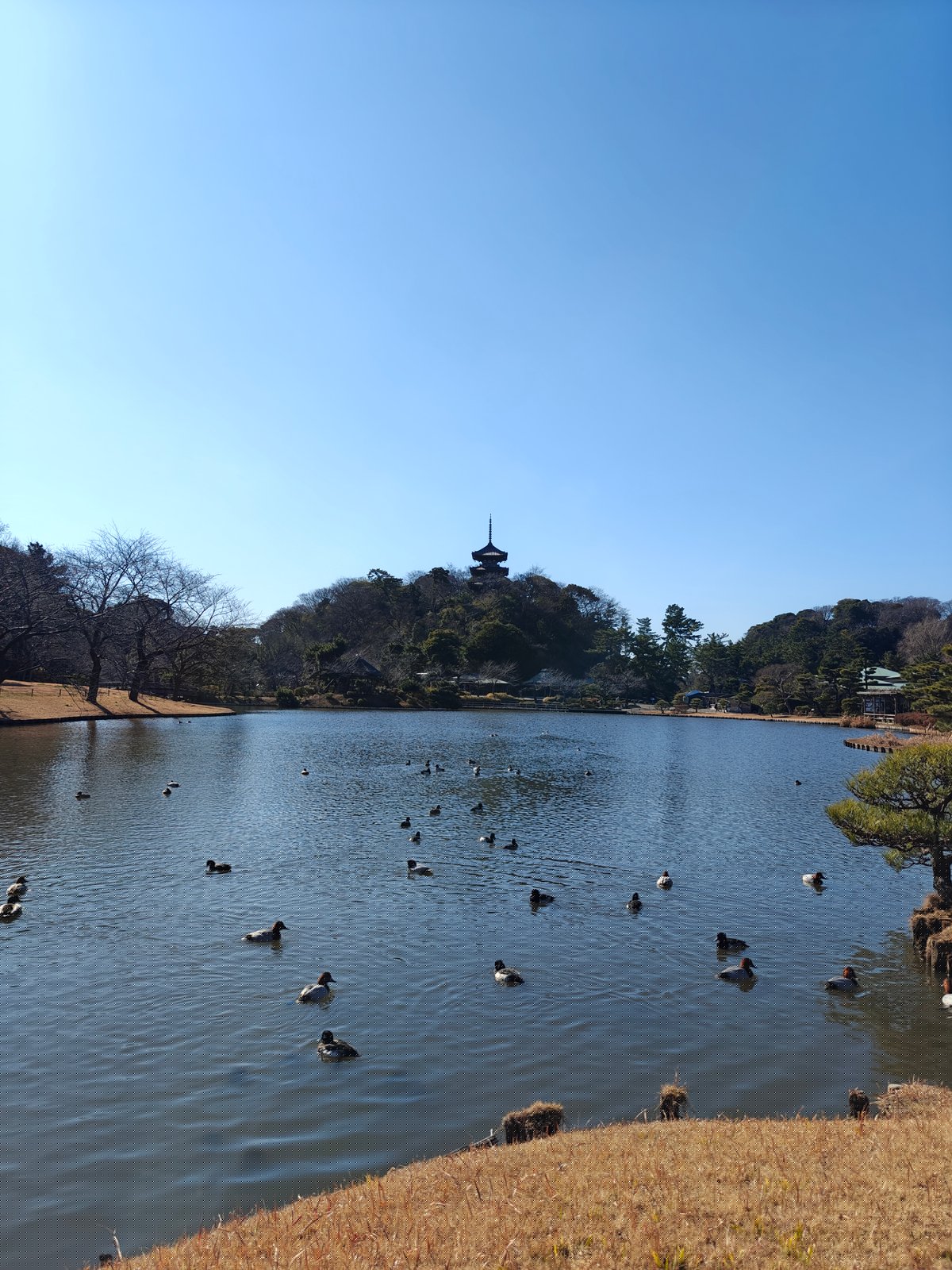 Pagoda across great pond