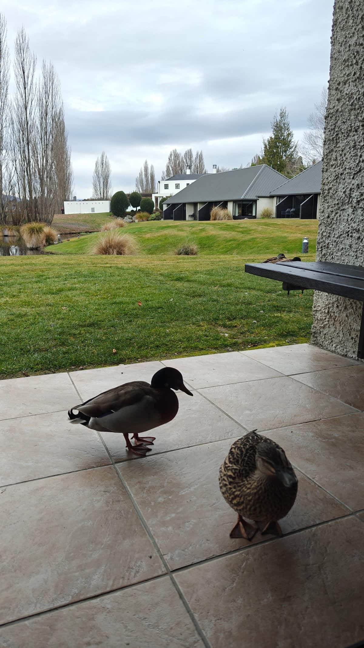 Pair of mallards foraging patio