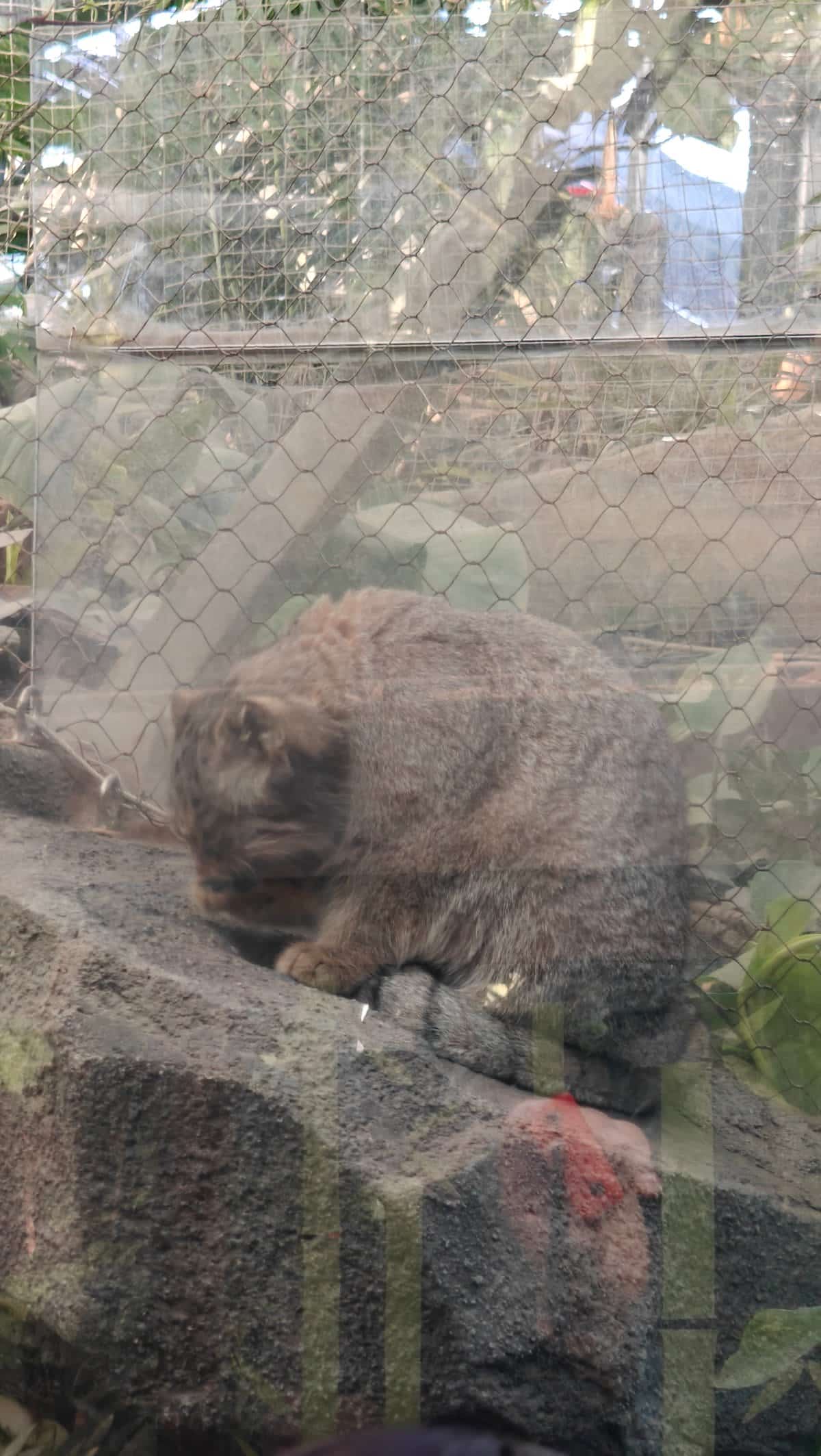 Pallas's cat curled on rock