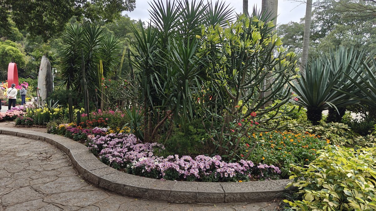 Palm-lined pathway with flowering borders