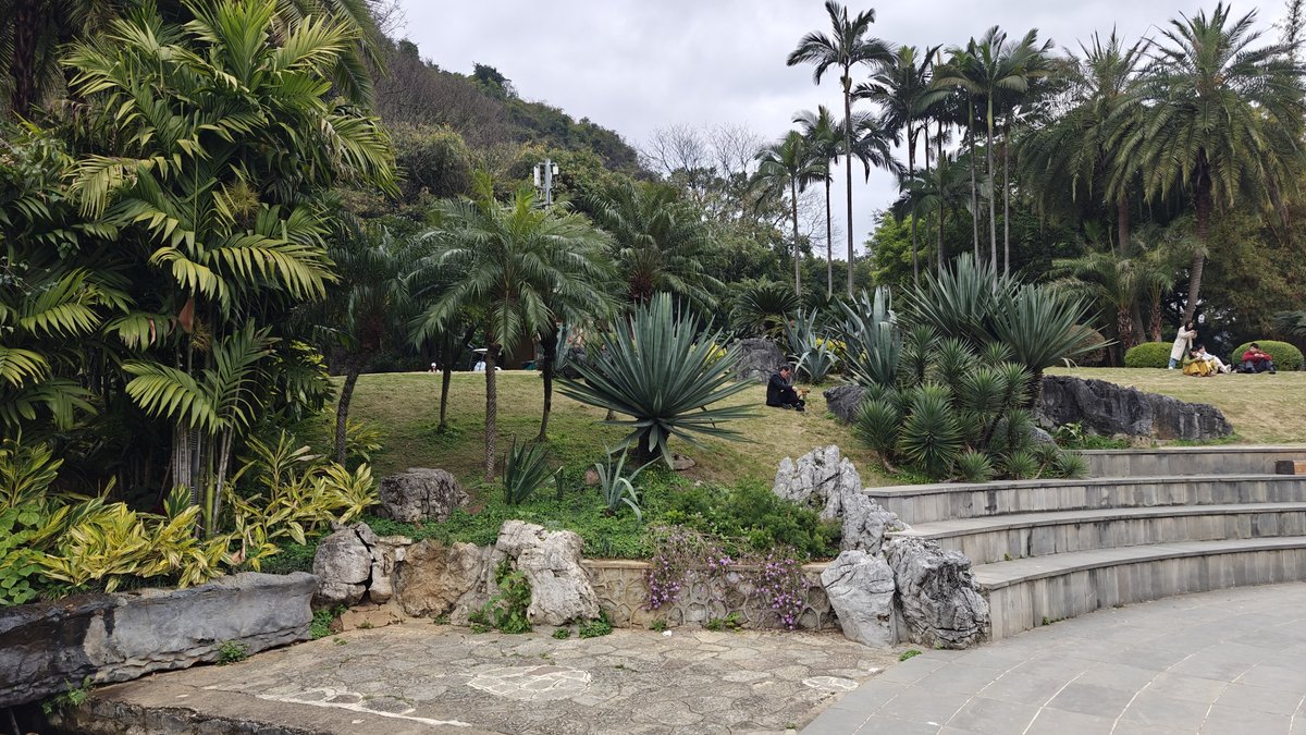 Palm trees mountain vistas landscape