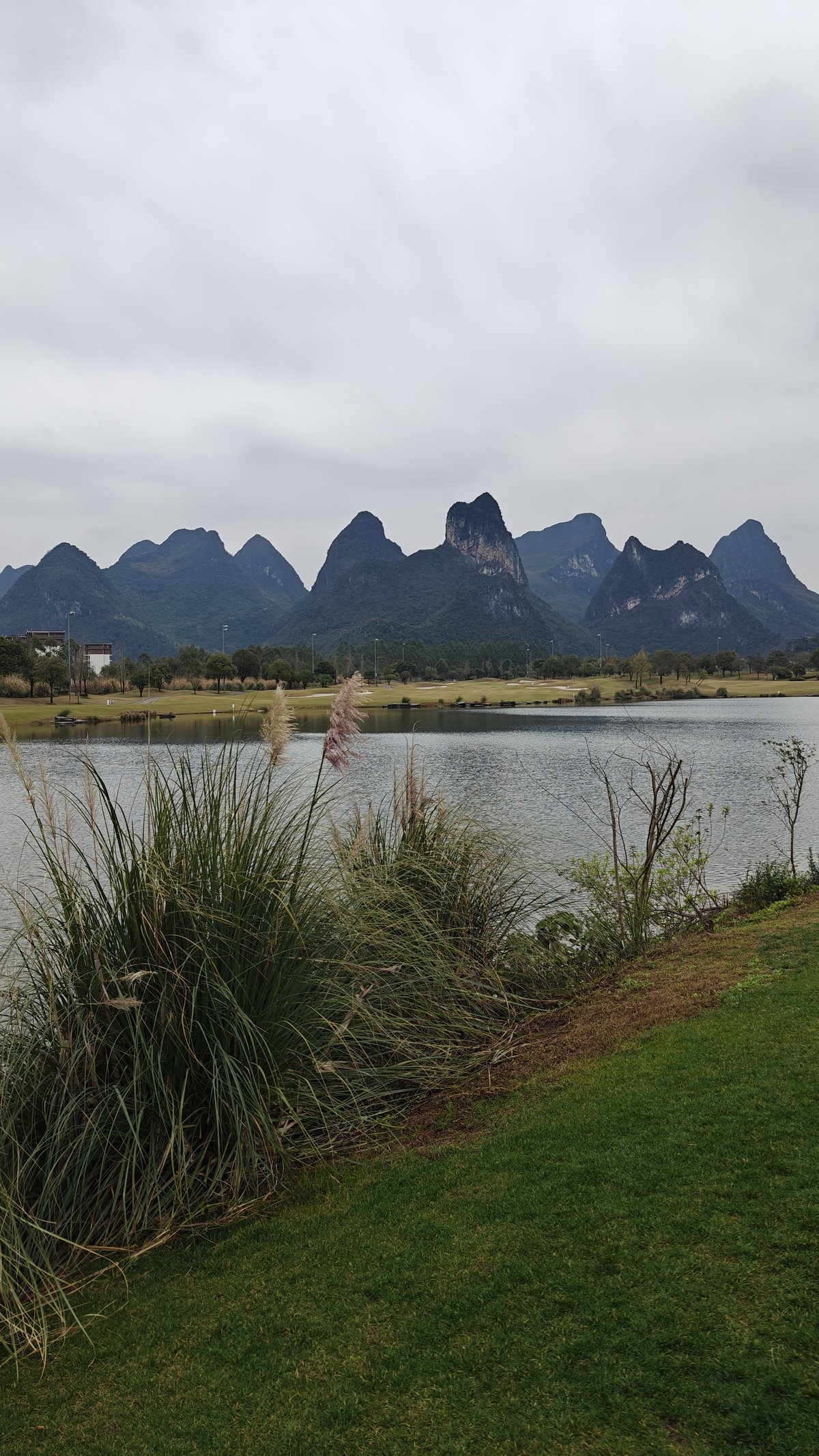 Pampas grass lake reflections