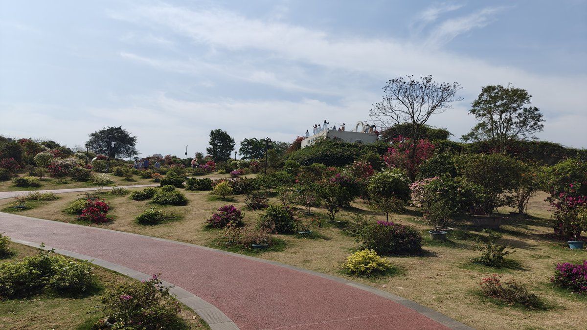 Panorama of bougainvillea hillside garden