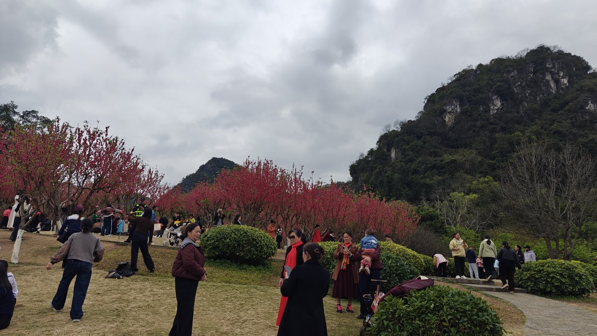 Park landscape flowering trees close