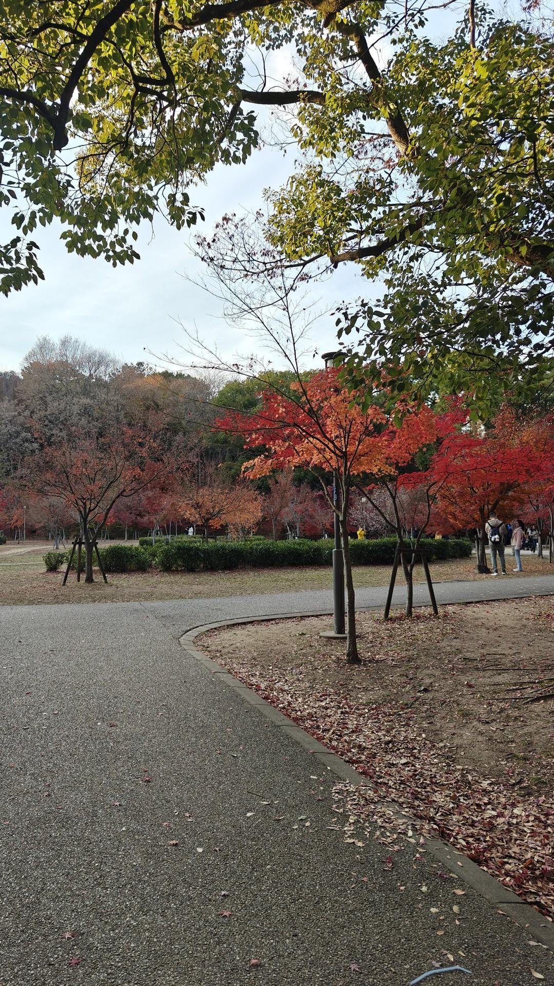 Park path with autumn trees