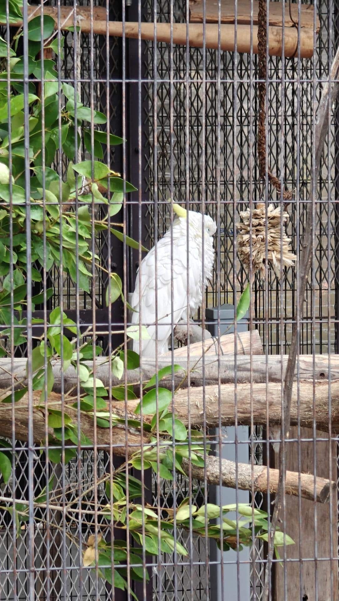 Parrot in a cage with leaves