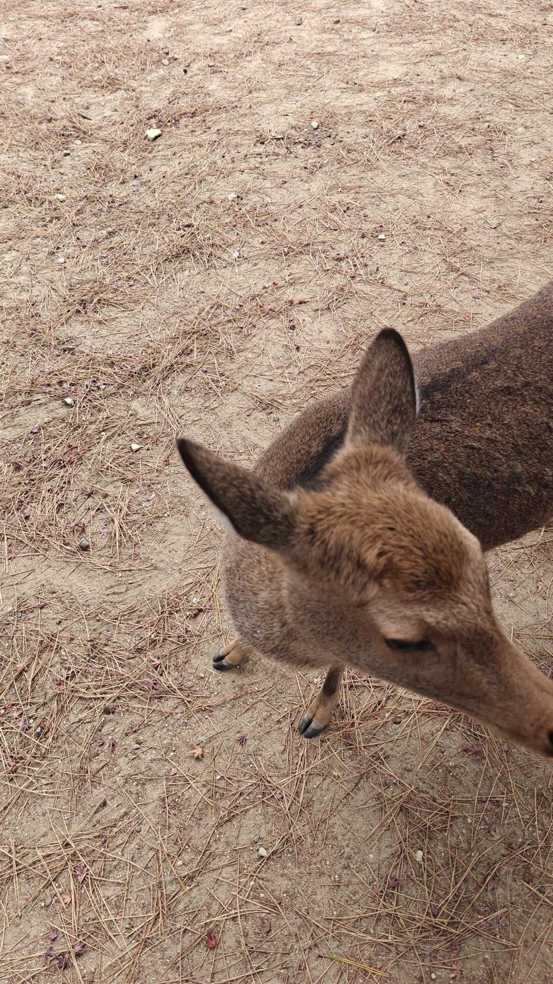 Partial view of a deer on sandy ground