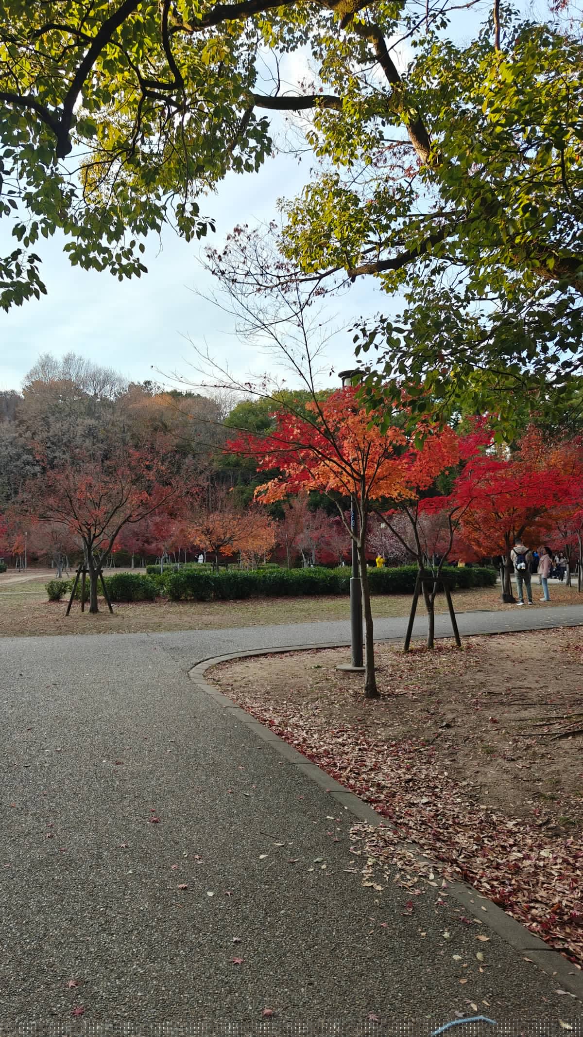 Path curving through red and green maple trees,