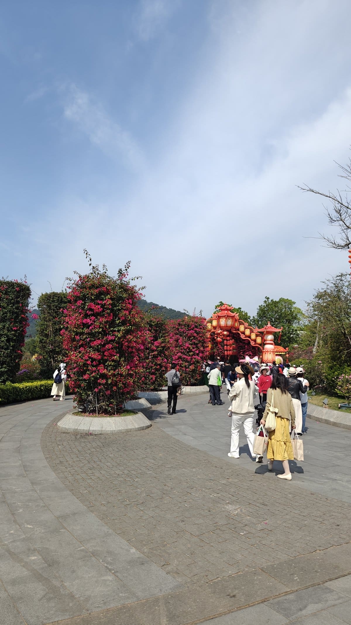 Path through massive pink bougainvillea