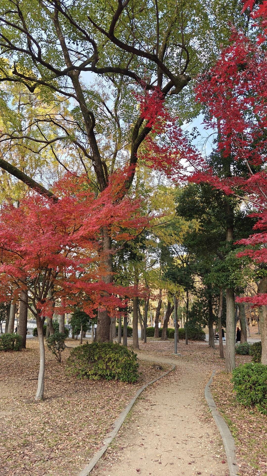 Pathway through autumn park with trees