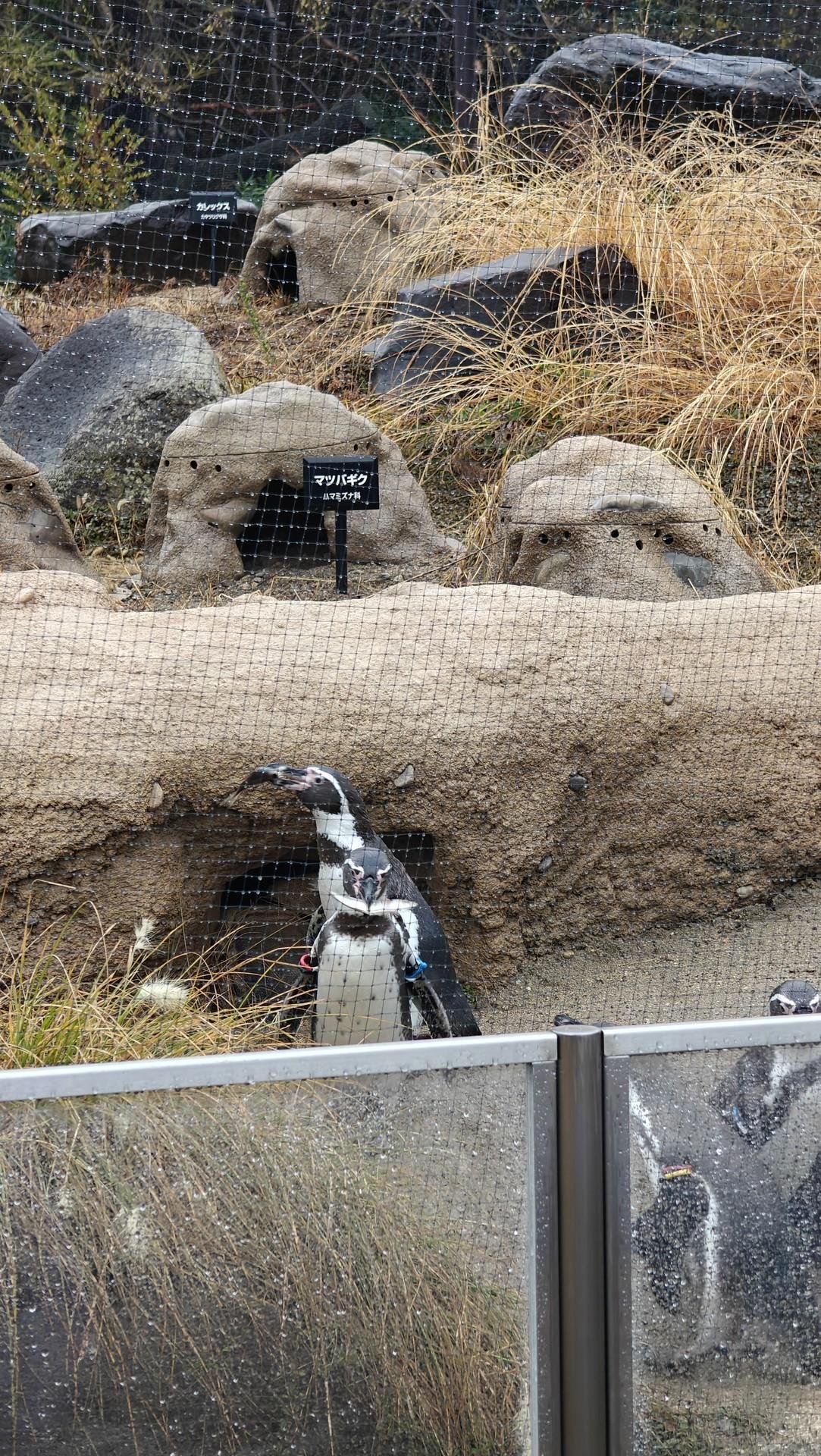 Penguin in rocky enclosure