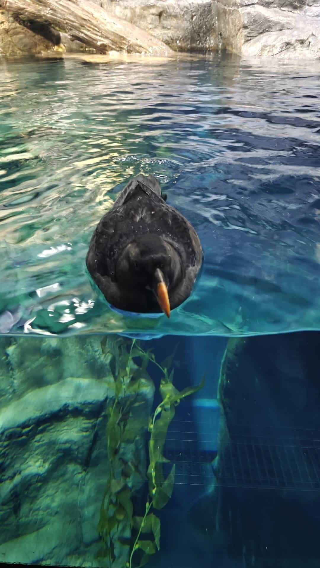 Penguin swimming in clear water