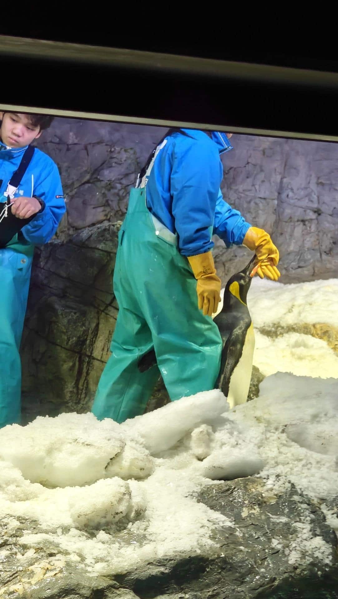 Penguin with handlers on icy ground