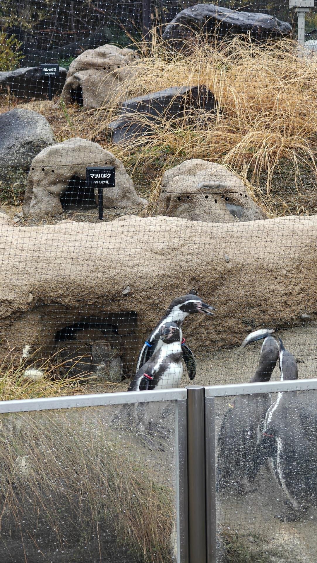 Penguins by rocky enclosure at zoo