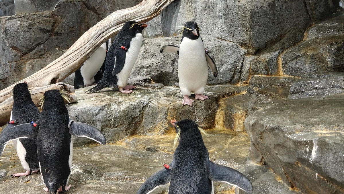 Penguins on rocky terrain