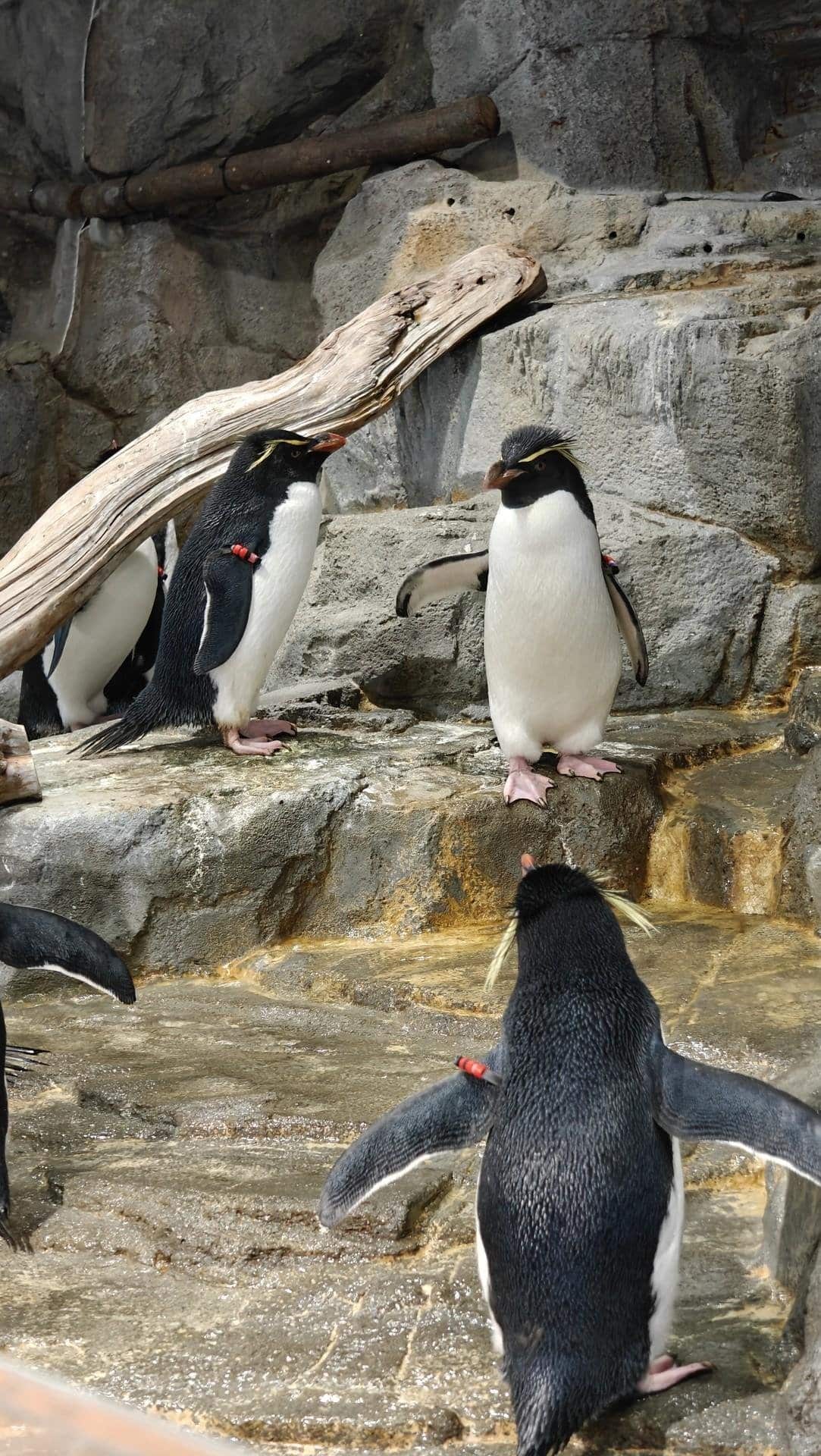 Penguins standing on rocky surface