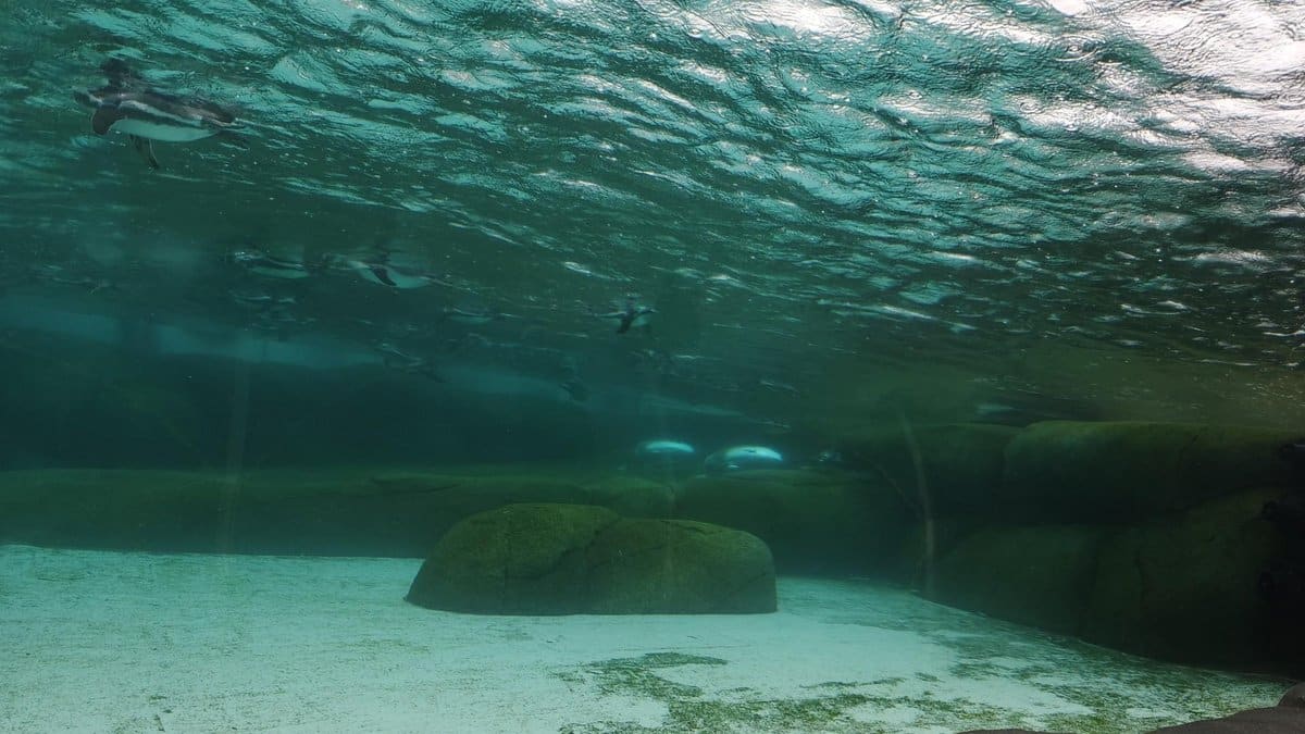 Penguins swimming underwater
