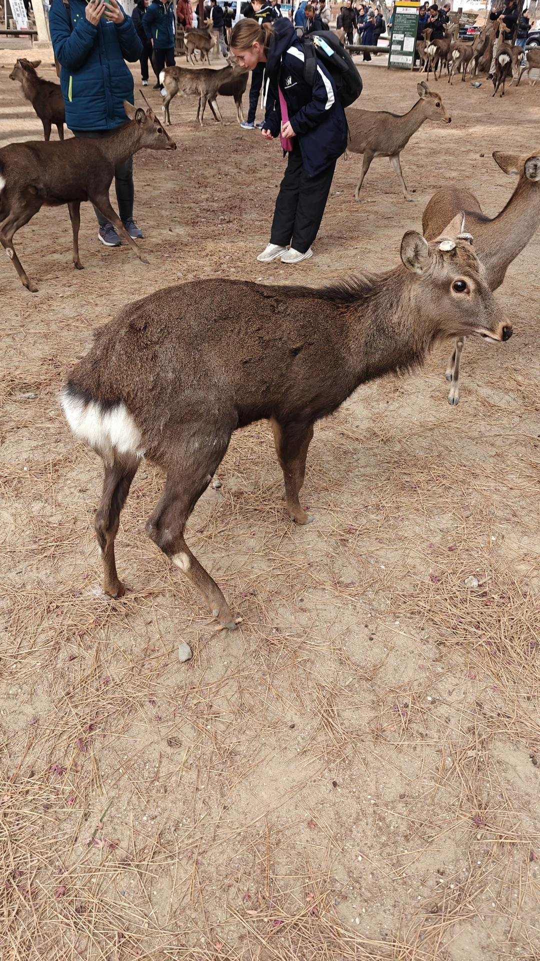 People interacting with deer in park