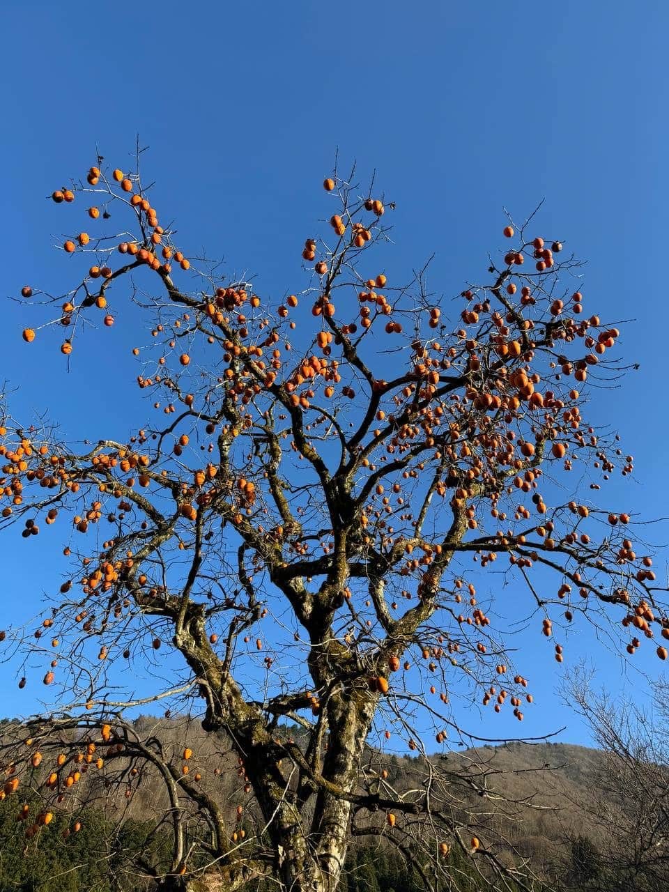 Persimmon tree heavy with fruit