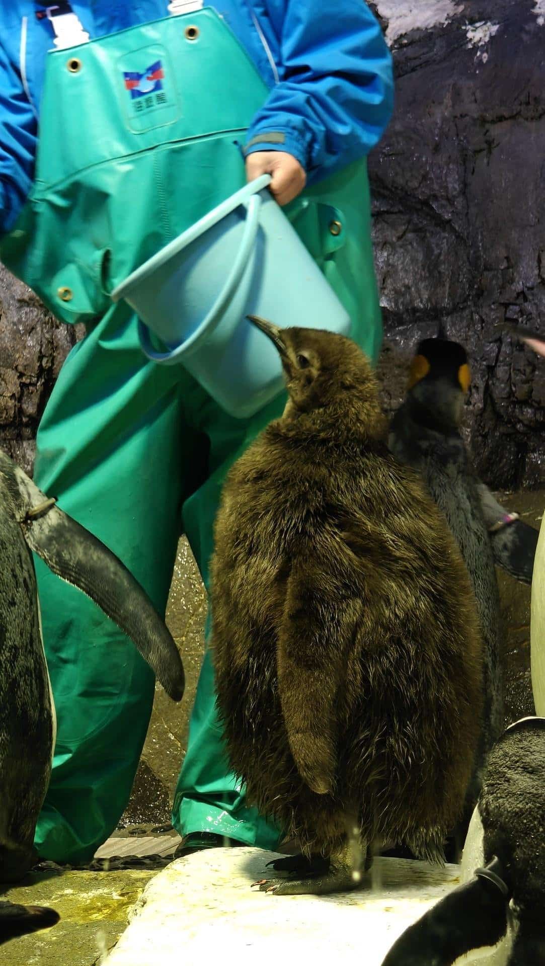 Person feeding penguin with blue bucket