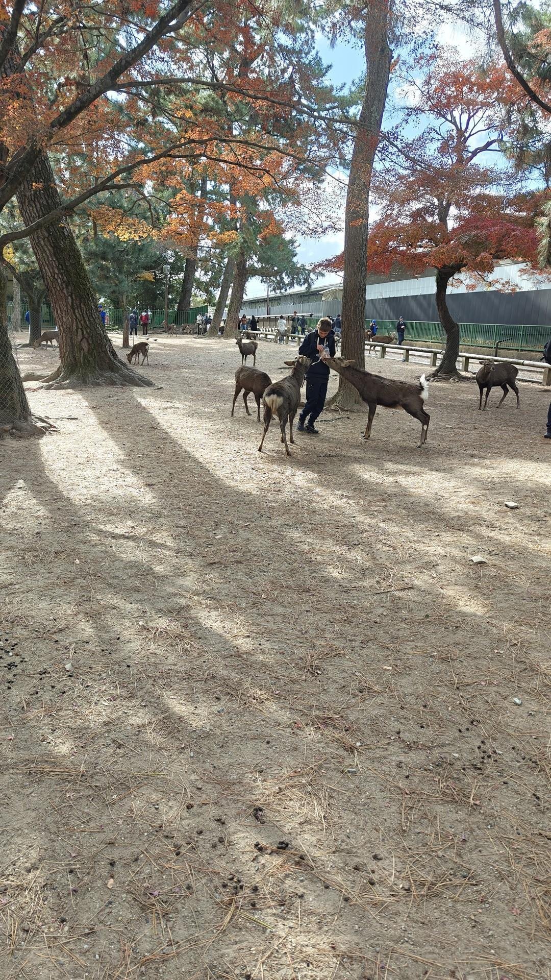 Person interacting with deer in park
