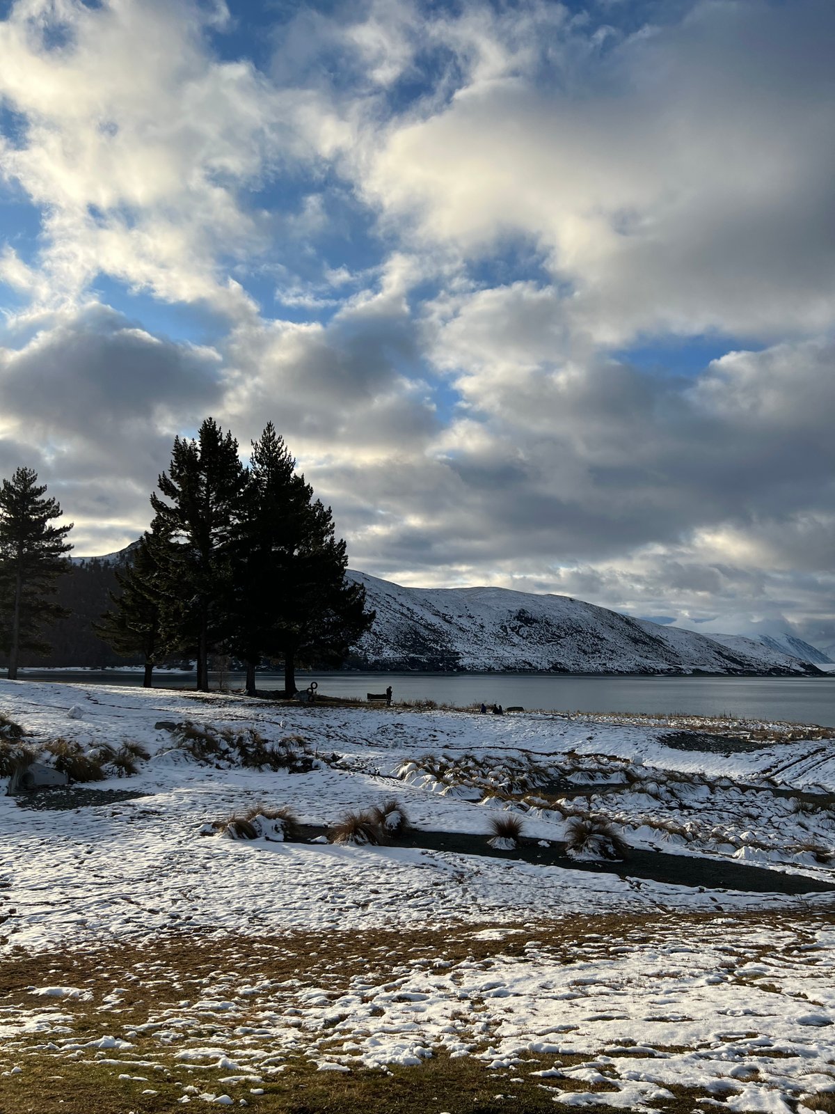 Pines on snowy Tekapo shore