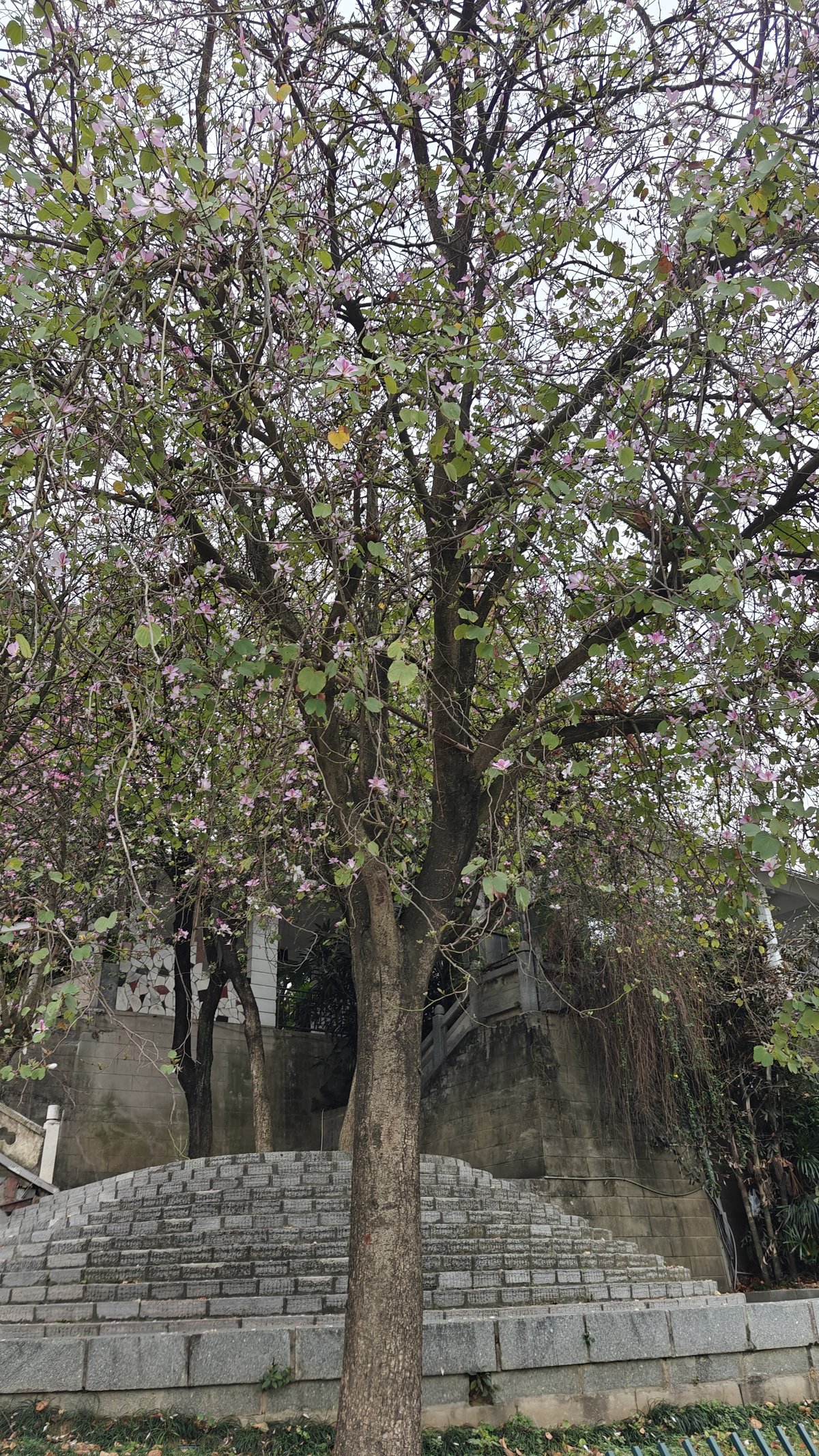 Pink bauhinia tree in full bloom