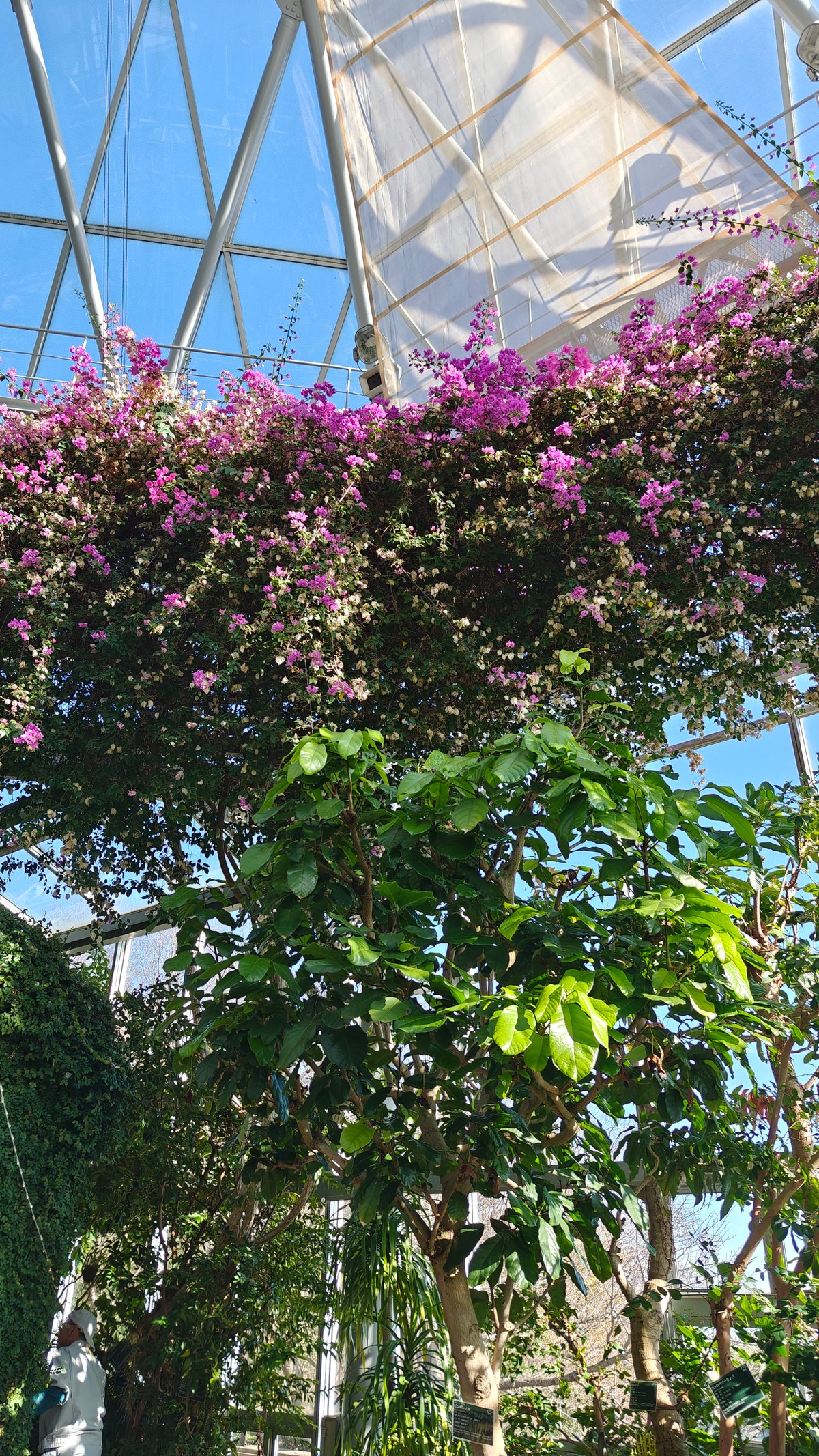 Pink bougainvillea on trellis