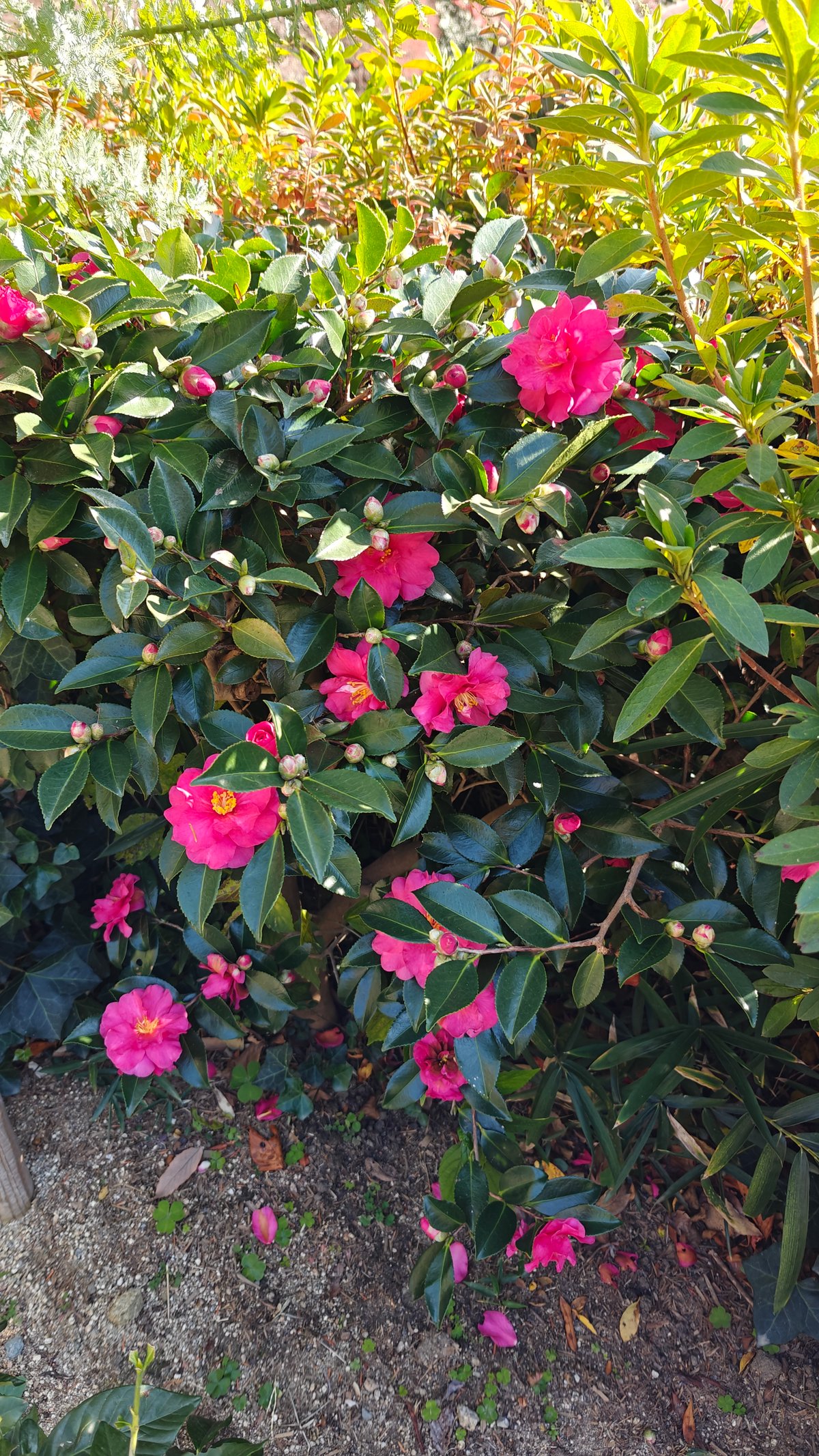 Pink sasanqua camellia blooms