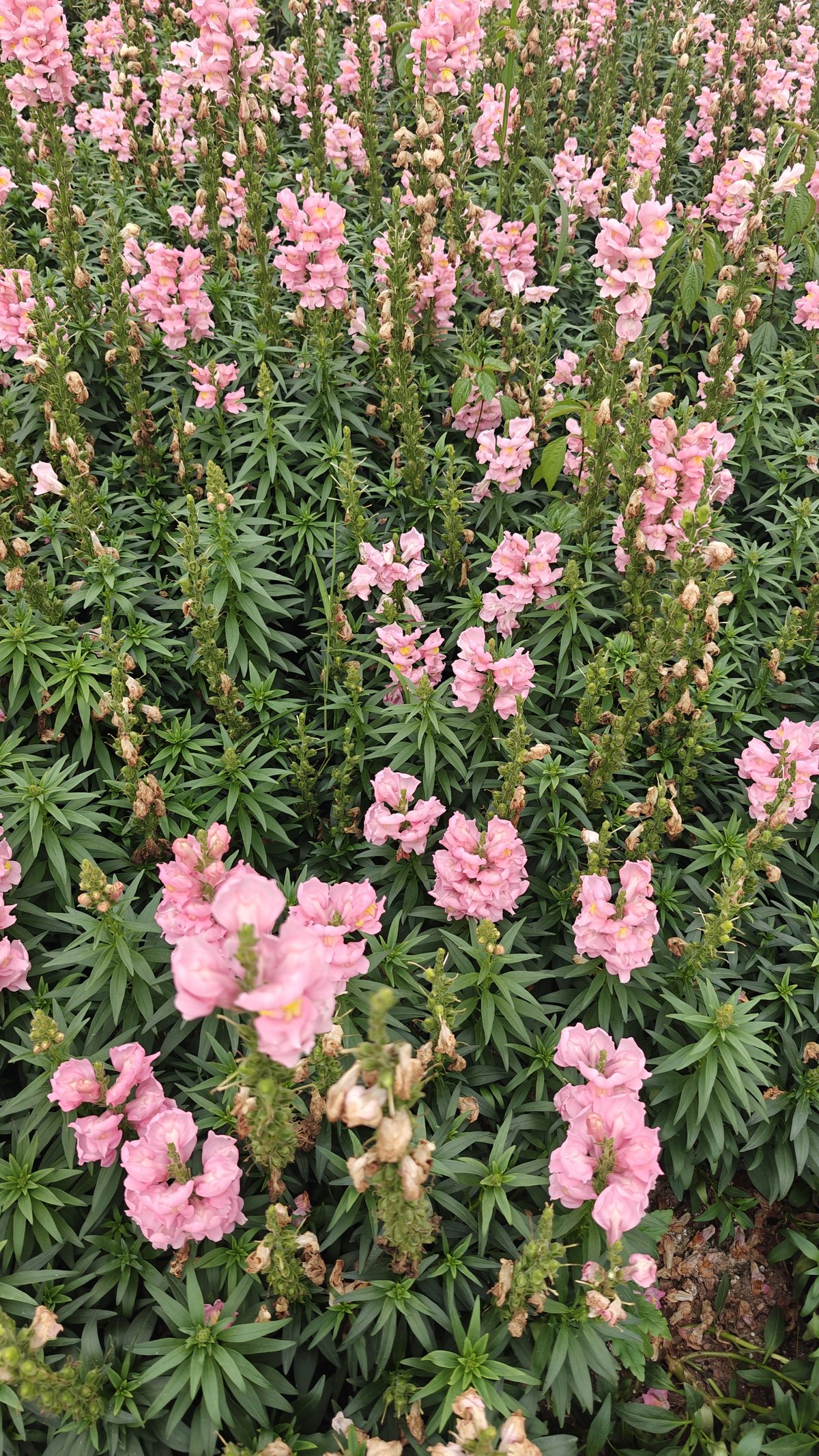 Pink snapdragon blooms close-up