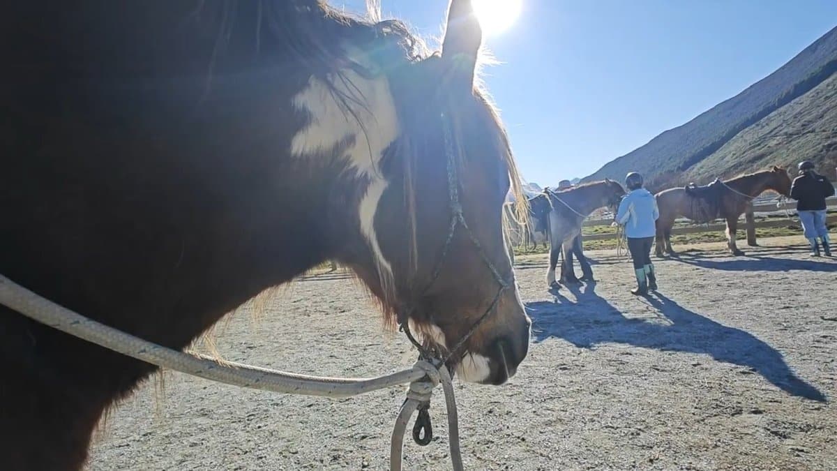 Pinto horse close-up portrait