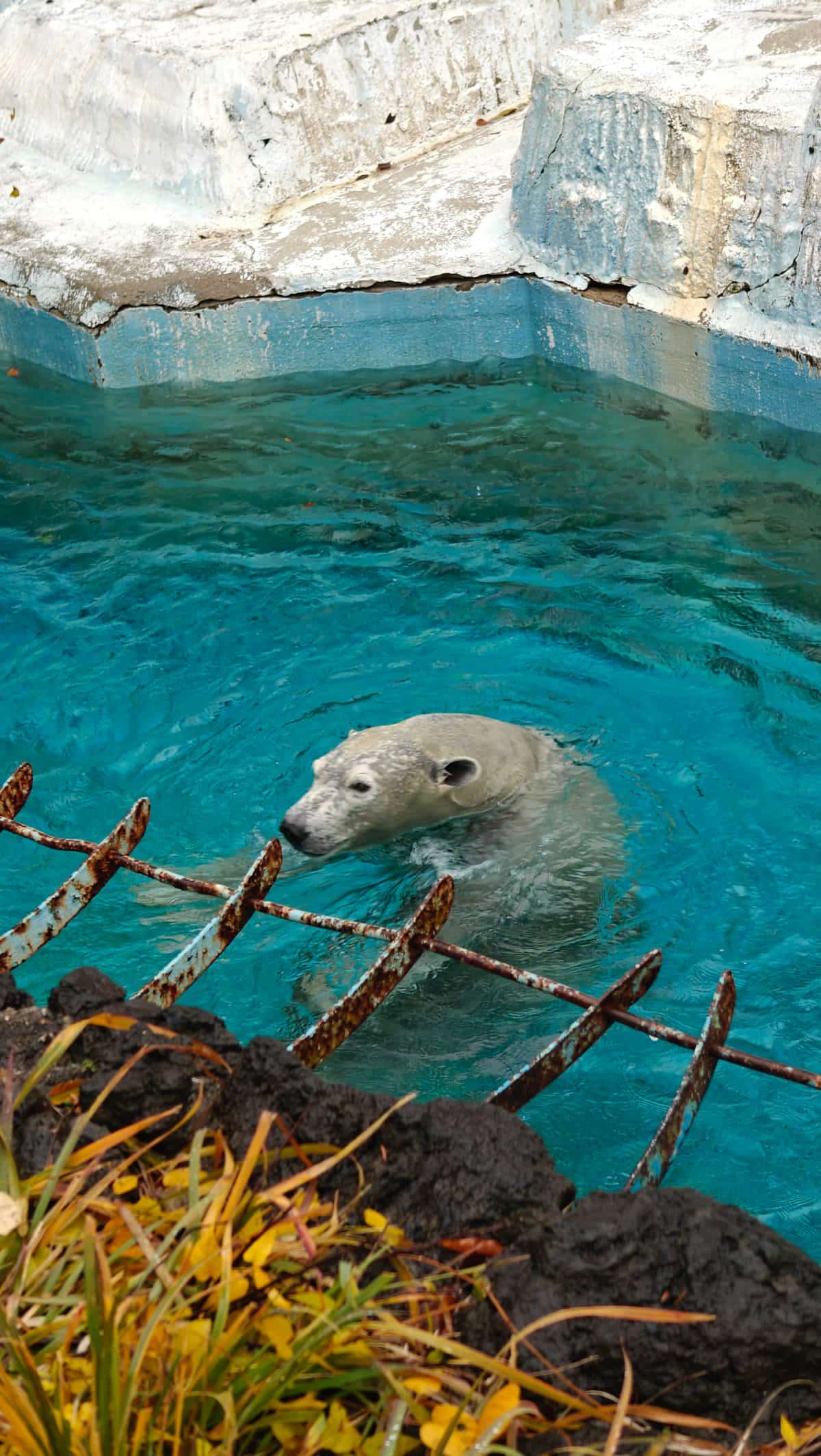 Polar bear swimming at zoo