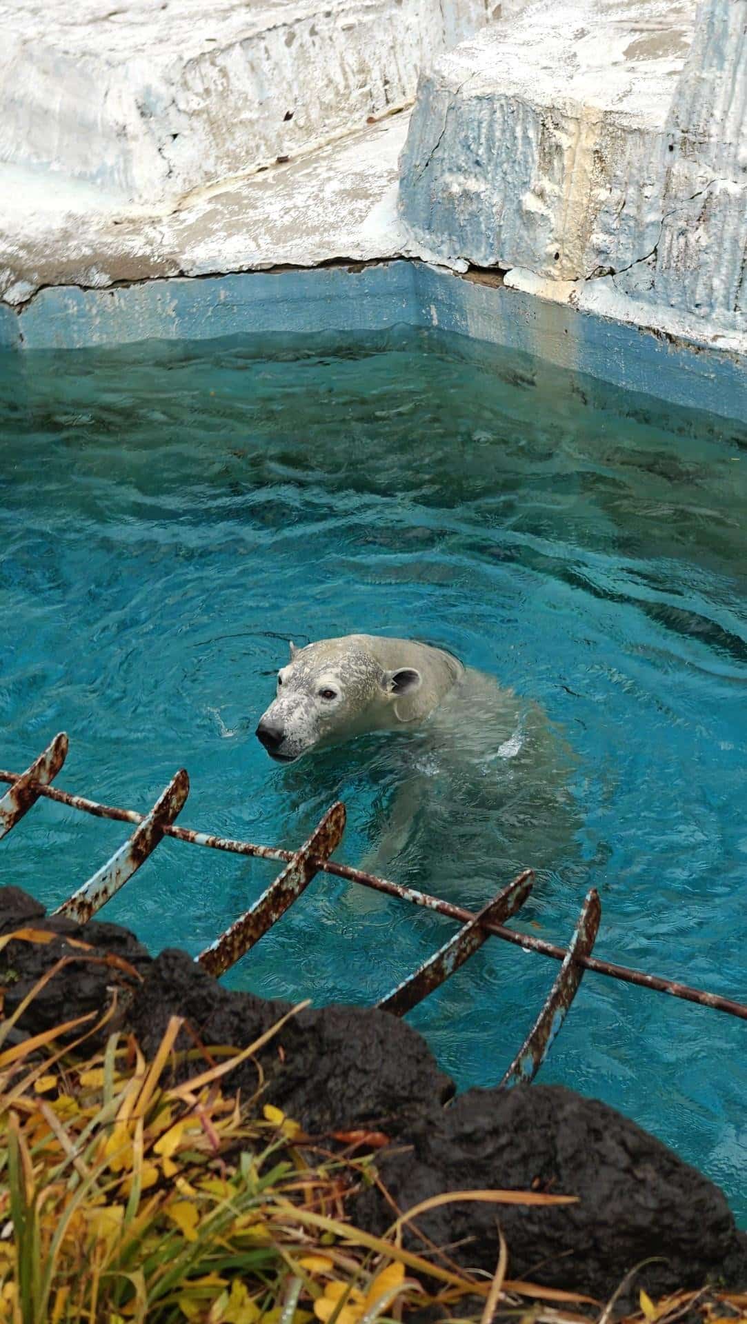Polar bear swimming in blue water