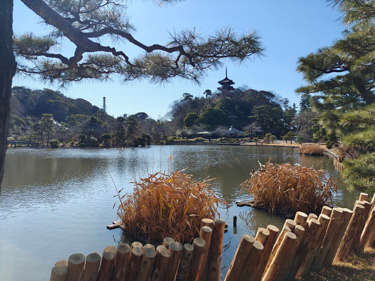 Pond framed by pine branch