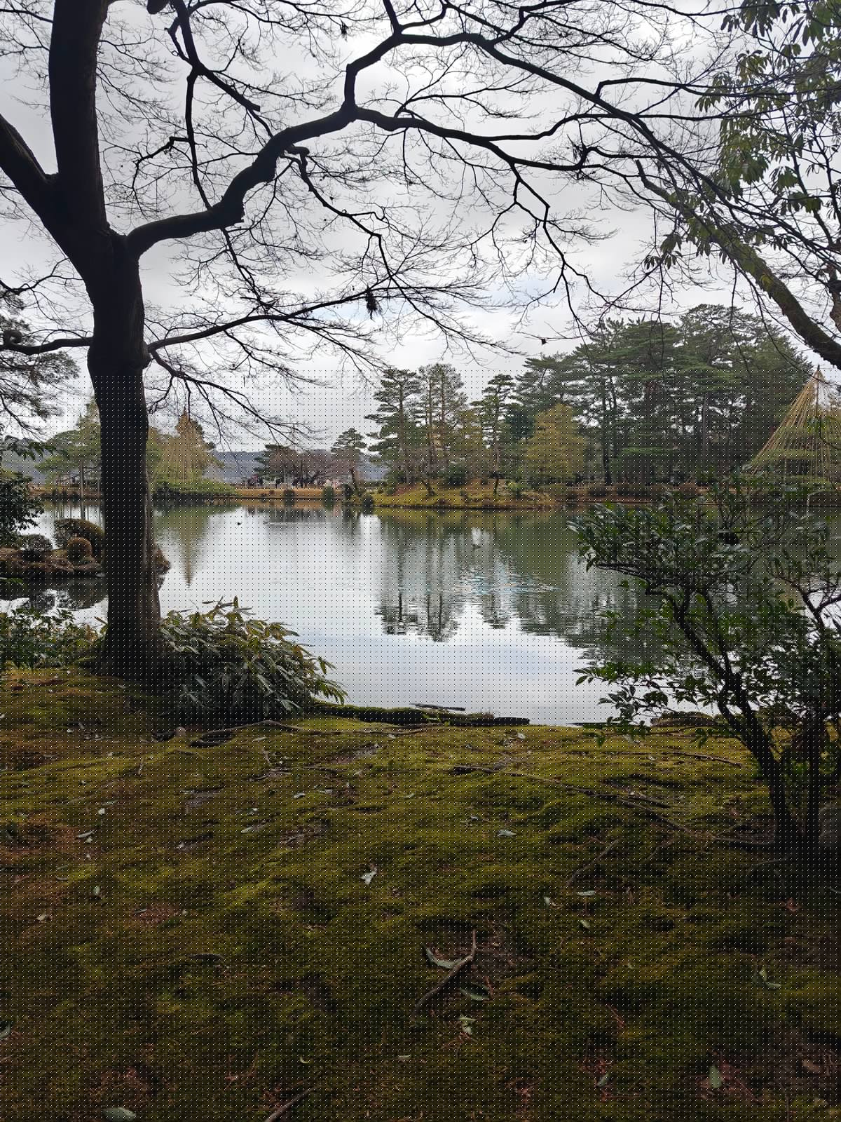Pond island pine with yukitsuri