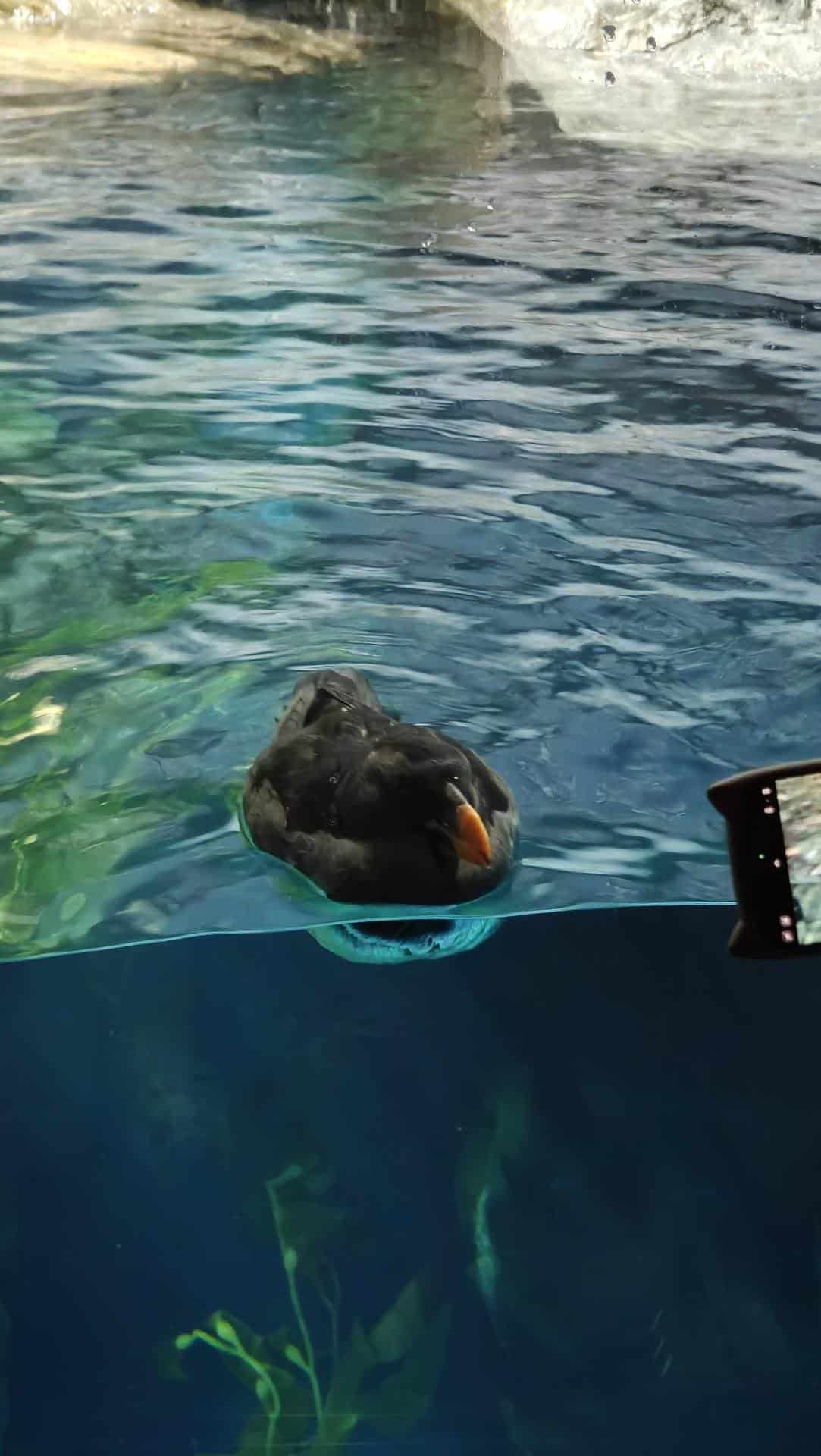 Puffin floating on water in aquarium