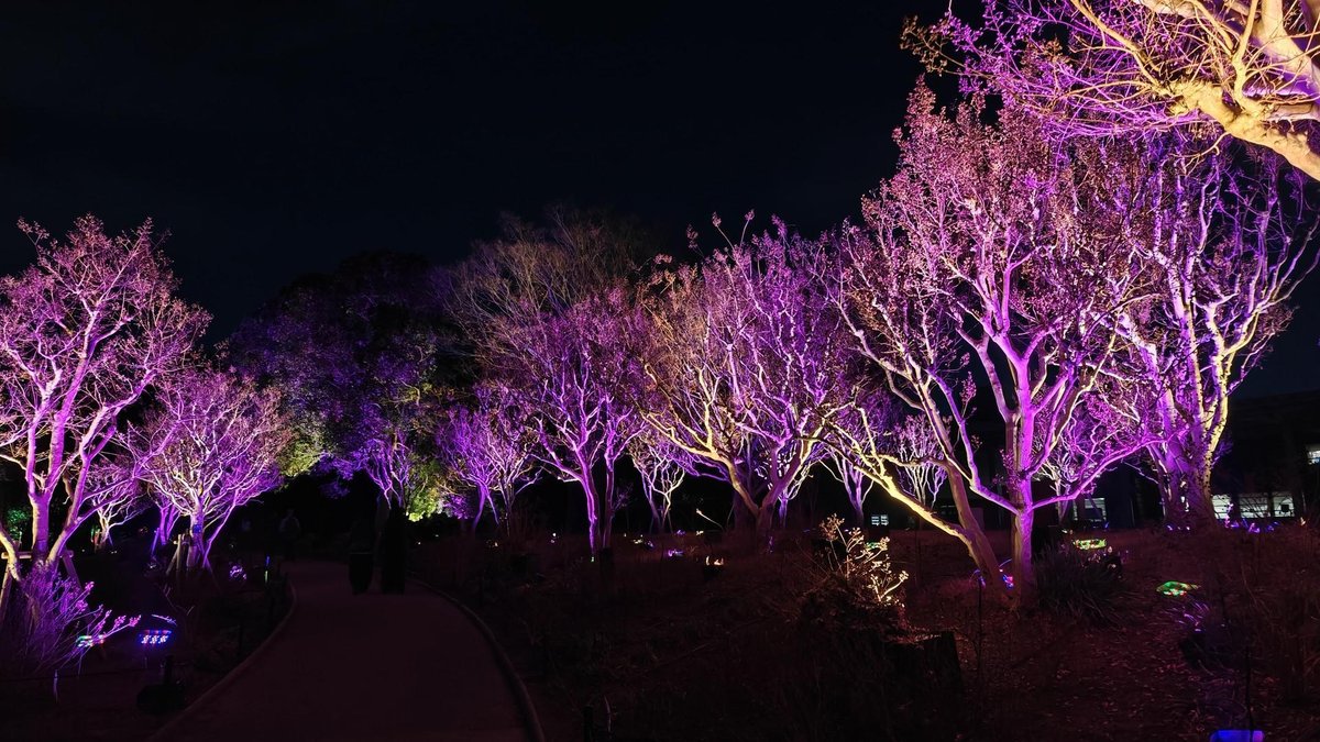 Purple-lit trees at night