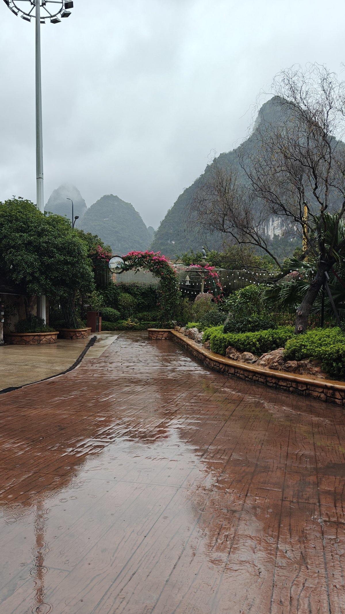 Rainy walkway bougainvillea mist
