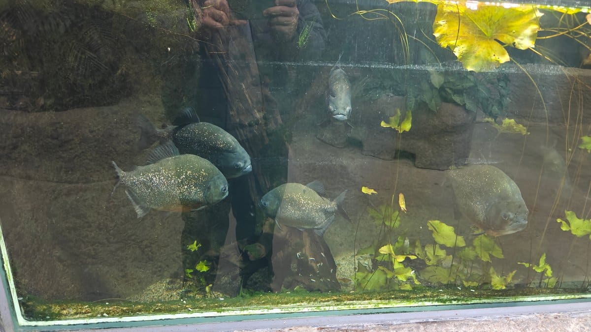 Red-bellied piranhas in tank