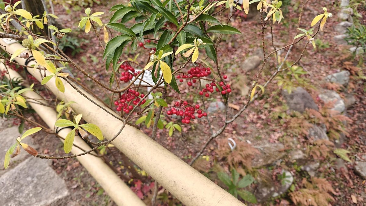 Red berries on lush, leafy branches