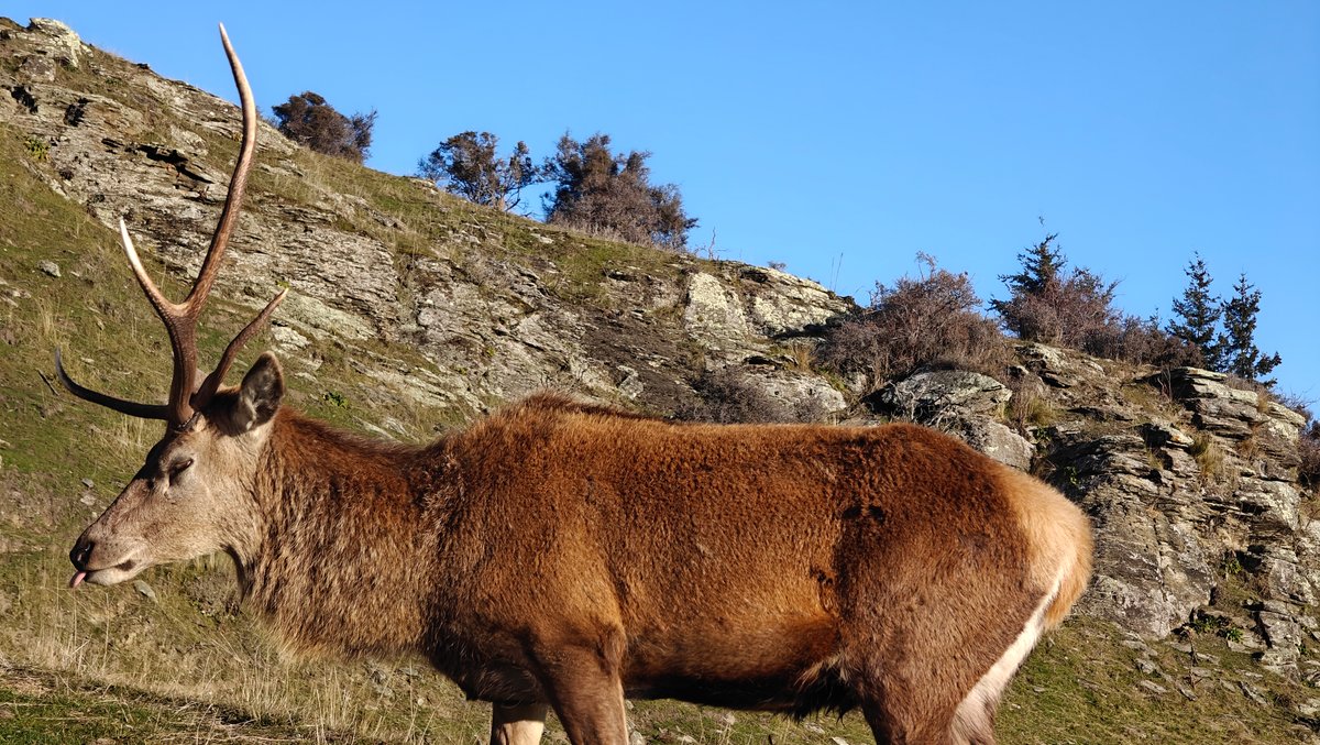 Red deer stag on grassy slope