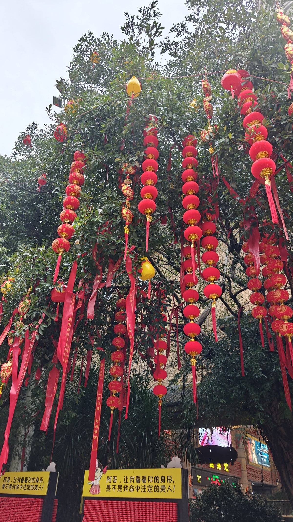 Red lantern wishing tree branches