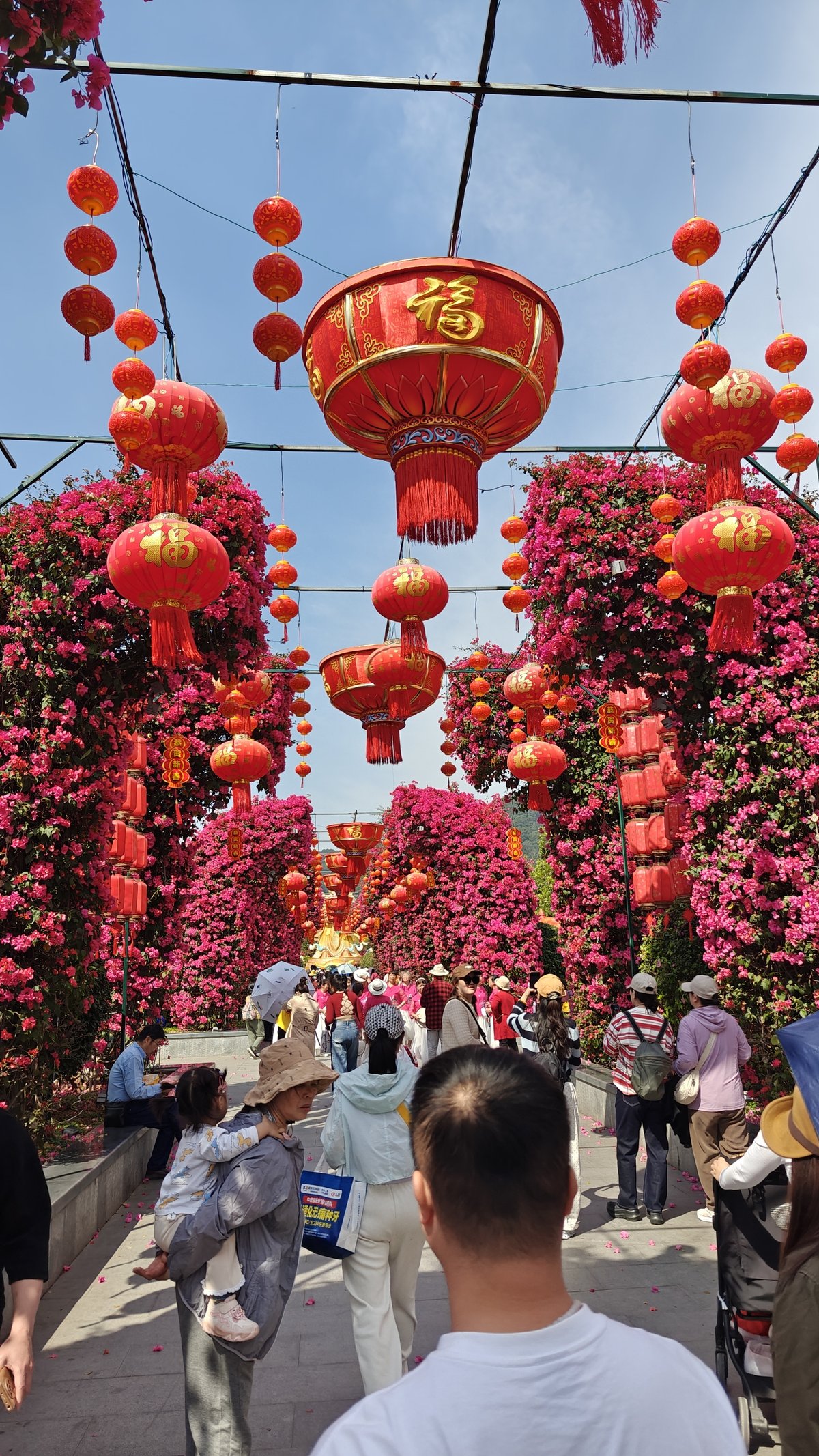 Red lanterns among dense bougainvillea