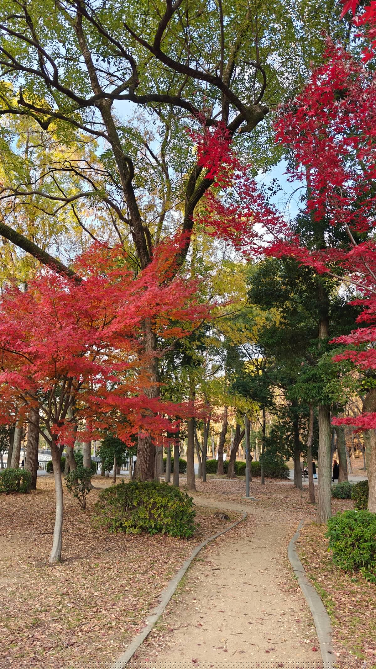 Red maple canopy over winding garden path, beautiful