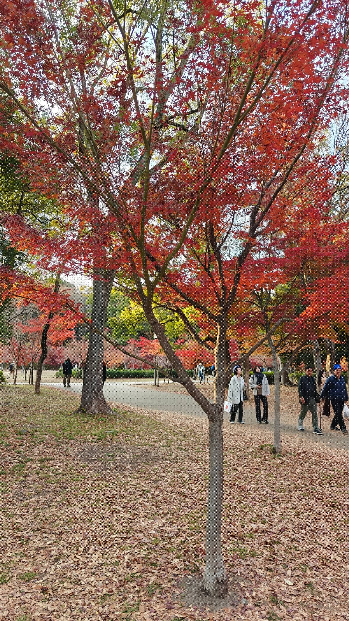 Red maple trees in park